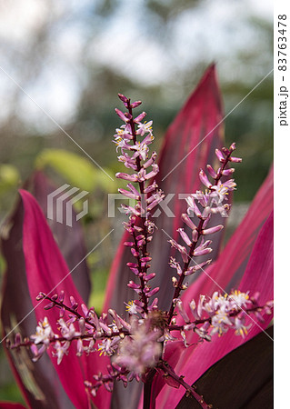 コルジリネの花 83763478