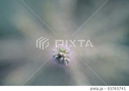 Green leaf bud, Newbie in nature as green background 83763741