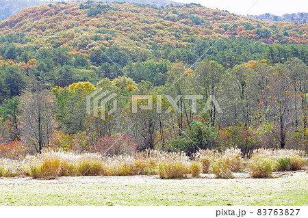 広島八幡高原千丈原の紅葉の景色 83763827