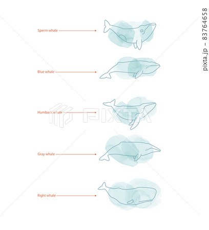 Set of whale species icons. illustration on white 83764658