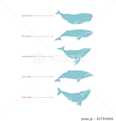 Set of whale species icons. illustration on white 83764668