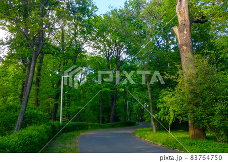 Beautiful trail for walking and cycling in the park. Beautiful trail for walking and cycling in the park. 83764750