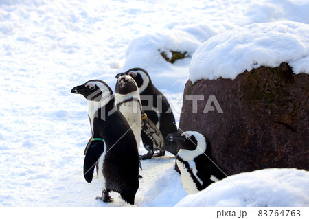 Beautiful penguins stand in the snow and bask in the sun. Beautiful penguins stand in the snow and bask in the sun. 83764763