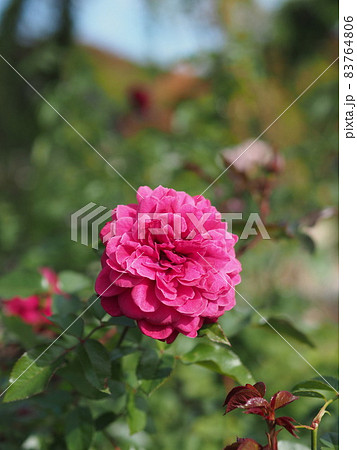 薔薇 薔薇 83764806