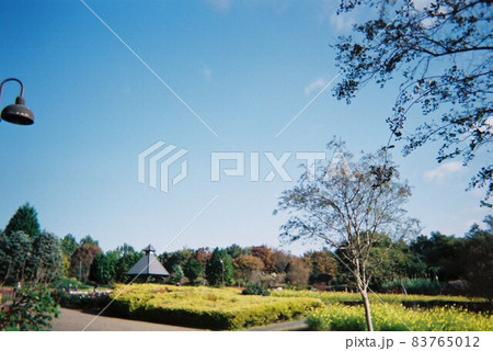 秋の青空と公園 秋の青空と公園 83765012