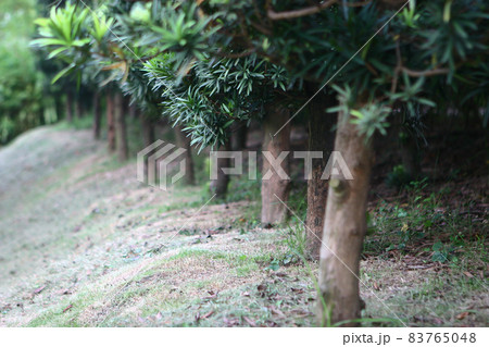 a Row of green trees in the park. Lingnan Garden a Row of green trees in the park. Lingnan Garden 83765048