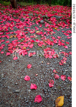 梅宮大社、東神苑の小道に散った椿の赤い花弁 83766982