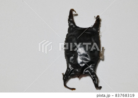 エイの卵 83768319