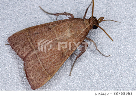 Adult Scaly-legged Pyralid Moth Adult Scaly-legged Pyralid Moth 83768963