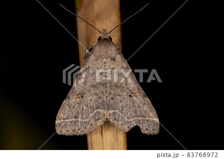 Adult Litter Moth Adult Litter Moth 83768972