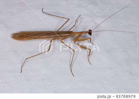 Adult Thespid Mantis 83768979