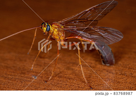 Adult Short-tailed Ichneumonid Wasp Adult Short-tailed Ichneumonid Wasp 83768987