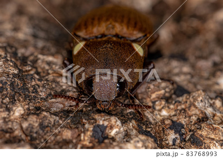 Adult Fire Click Beetle 83768993