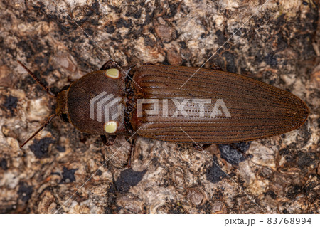 Adult Fire Click Beetle 83768994