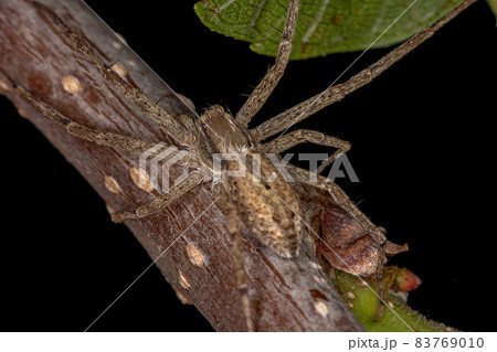 Adult Female Running Crab Spider 83769010