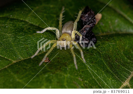 Small Green Ghost Spider 83769011