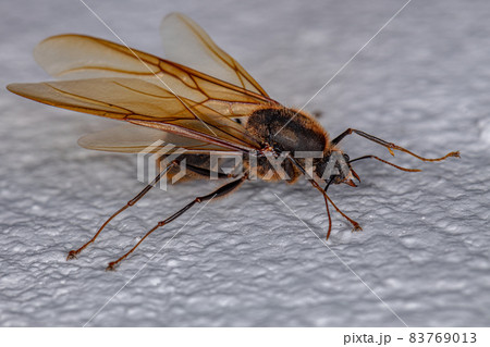Adult Male Winged Atta Leaf-cutter Ant Adult Male Winged Atta Leaf-cutter Ant 83769013