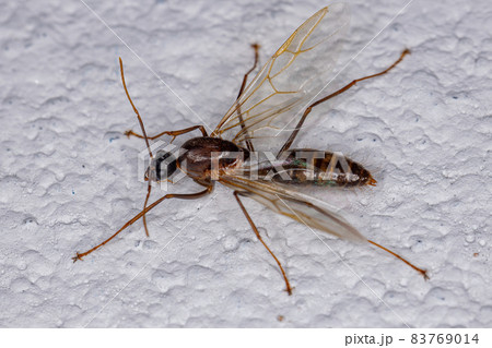 Adult Male Winged Carpenter Ant Adult Male Winged Carpenter Ant 83769014