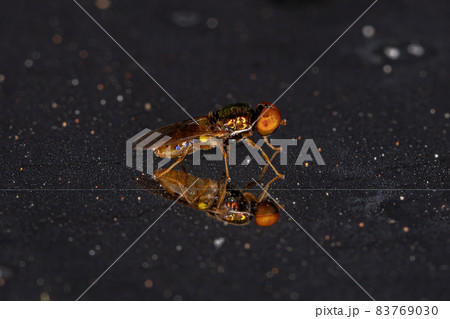 Adult Male Soldier Fly Adult Male Soldier Fly 83769030
