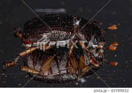 Adult Shining Leaf Chafer Beetle Adult Shining Leaf Chafer Beetle 83769032