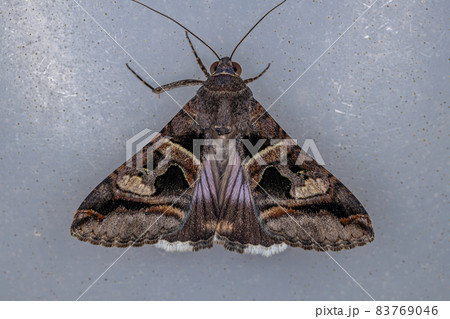 Adult Perpendicular Graphic Moth Adult Perpendicular Graphic Moth 83769046