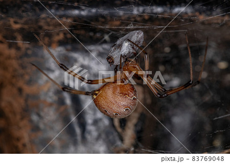 Adult Female Brown Widow Adult Female Brown Widow 83769048