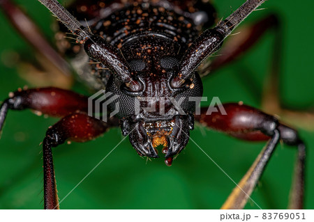 Adult Typical Longhorn Beetle 83769051