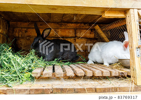 Small feeding white and black rabbits chewing grass in rabbit-hutch on animal farm, barn ranch background. Bunny in hutch on natural eco farm. Modern animal livestock and ecological farming concept. Small feeding white and black rabbits chewing grass in rabbit-hutch on animal farm, barn ranch background. Bunny in hutch on natural eco farm. Modern animal livestock and ecological farming concept. 83769317