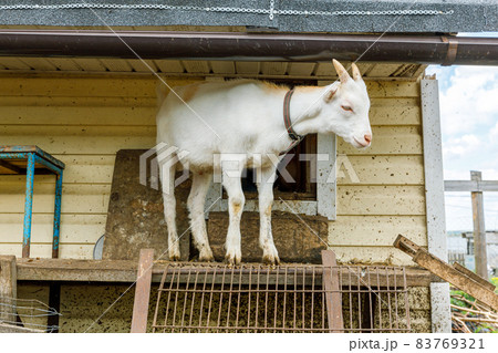 Cute free range goatling on organic natural eco animal farm freely grazing in yard on ranch background. Domestic goat graze in pasture. Modern animal livestock, ecological farming. Animal rights. Cute free range goatling on organic natural eco animal farm freely grazing in yard on ranch background. Domestic goat graze in pasture. Modern animal livestock, ecological farming. Animal rights. 83769321