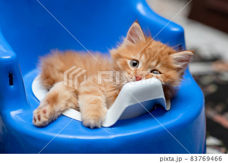 Little ginger kitten sitting in a blue children's potty. Little ginger kitten sitting in a blue children's potty. 83769466