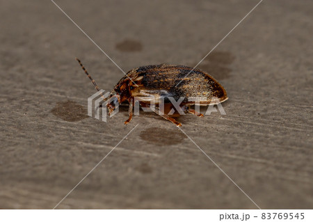 Adult Marsh Beetle Adult Marsh Beetle 83769545