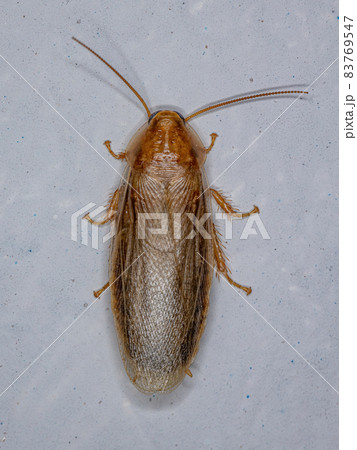 Adult Brown Cockroach Adult Brown Cockroach 83769547