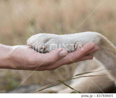 side view person holding dog s paw. High quality beautiful photo concept 83769665