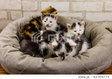 Little kittens sitting in a cat bed 83769773