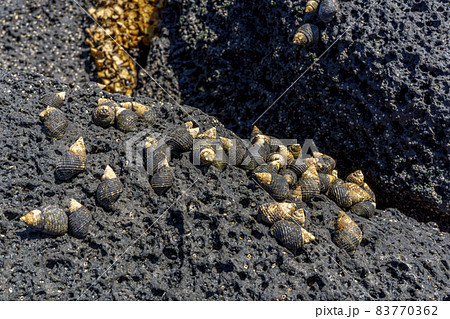 Close-up of volcanic stone beach rock with shells and barnacles on the water Close-up of volcanic stone beach rock with shells and barnacles on the water 83770362