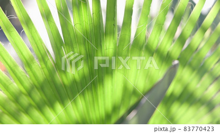 The leaves of a California palm tree sway in the wind against the blue sky. Bright sunny day. Slow motion. The leaves of a California palm tree sway in the wind against the blue sky. Bright sunny day. Slow motion. 83770423