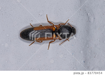 Adult Click Beetle Adult Click Beetle 83770454