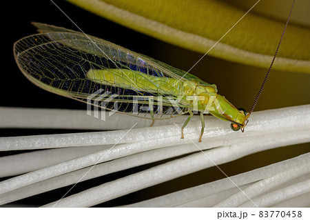 Adult Typical Green Lacewing Adult Typical Green Lacewing 83770458