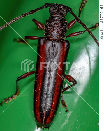 Adult Typical Longhorn Beetle 83770463