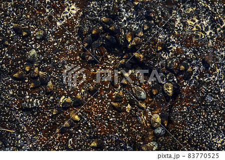 Close-up of volcanic stone beach rock with shells and barnacles on the water Close-up of volcanic stone beach rock with shells and barnacles on the water 83770525