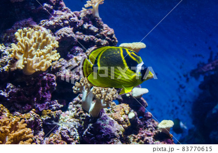 Raccoon butterflyfish sea fish Raccoon butterflyfish sea fish 83770615