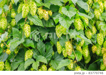 Green hop cones on hops plant farm field for brewing beer Green hop cones on hops plant farm field for brewing beer 83770746