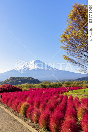 富士山とコキア (河口湖 10月 晴れ) 富士山とコキア (河口湖 10月 晴れ) 83771006