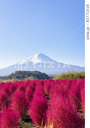 富士山とコキア (河口湖　10月　晴れ) 83771016
