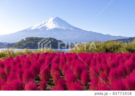 富士山とコキア (河口湖 10月 晴れ) 富士山とコキア (河口湖 10月 晴れ) 83771018