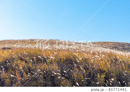 車山高原 (秋 ススキ 晴れ) 車山高原 (秋 ススキ 晴れ) 83771491