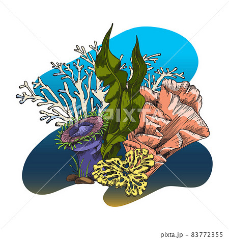Underwater Coral Reef With Laminaria Sponge のイラスト素材