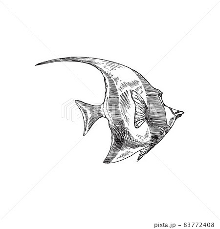 Sea fish or undersea coral fish vintage hand drawn vector illustration isolated. 83772408