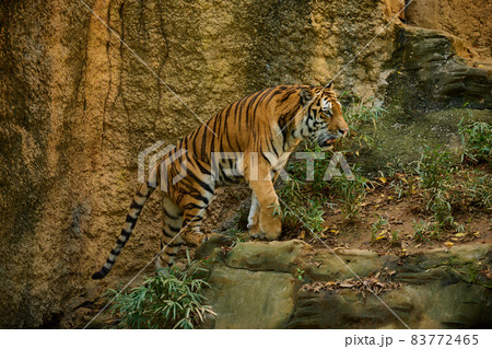 アムールトラ 83772465