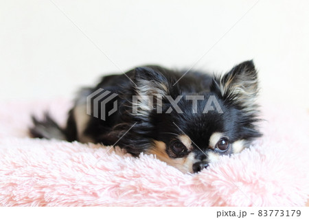 ピンクのクッションでくつろぐ犬　チワワ 83773179